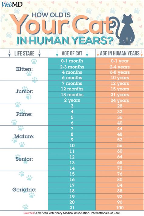 Cat Age Chart In Human Years Calculator - SHO NEWS