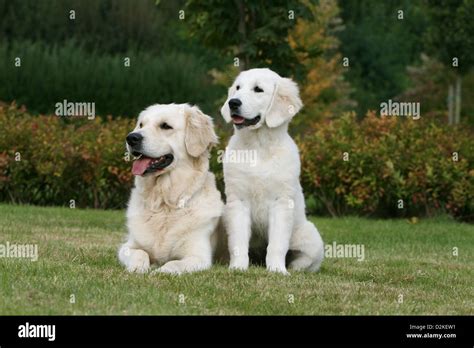 Adult Golden Retriever Hi Res Stock Photography And Images Alamy