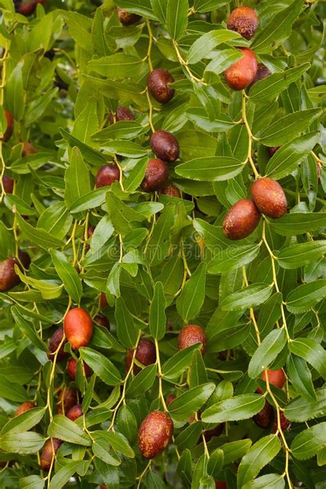 Jujube Tree Jujube Fruit Tree Of Mediteranean Countries Ziziphus