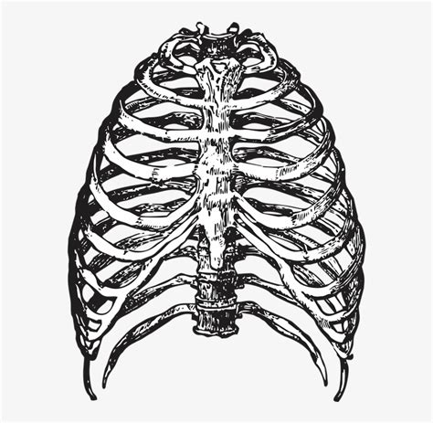 Ribs Bones Skeleton Halloween Vector Ribcage Png Transparent Png