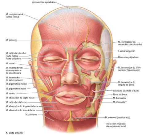 Sudeste Não está na moda Acho que estou doente musculos face anatomia