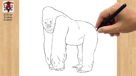 Gorilla Drawing How To Draw A Gorilla Outline Easy Step By Step