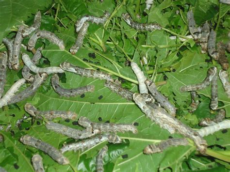 Mulberry Tree Silkworm