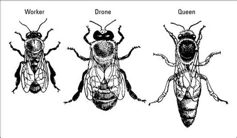 Identifying The 3 Castes Of Bees Worker Drone Queen Honey Bee Sting