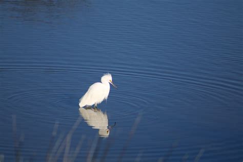 25 White Animals: Unveiling the Elegance of White Fauna - The Wildlife ...