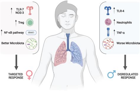 Sex And Gender Differences In Community Acquired Pneumoniainternal And Emergency Medicine X Mol