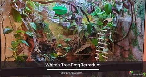 White’s Tree Frog: [Behavior, Habitat, Diet, Health]