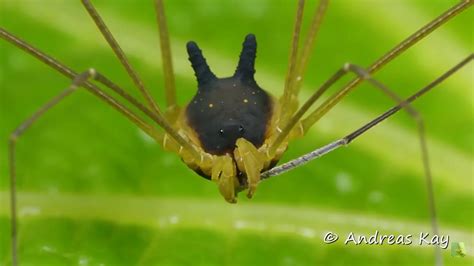 Bunny Harvestman Spider facts - The Spider Blog