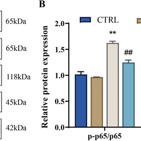 Oridonin Inhibits Nf B Nlrp Pathway In Lps Induced Hpdlscs Cells