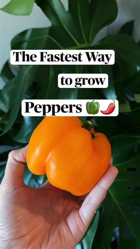 How To Grow Peppers Artofit