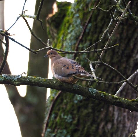 Pennsylvania Bird Atlas Checklist 10 Mar 2024 Wc Spruce Blind 24