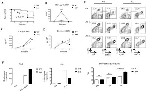 Lps Challenged Lysmcre Fur Fl Fl Mice Exhibit Higher Mortality