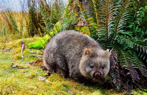 5 Fakta Unik Wombat Hewan Berkantong Terbalik