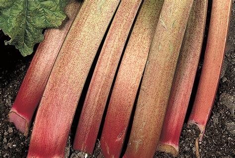 How To Grow Rhubarb Thompson Morgan