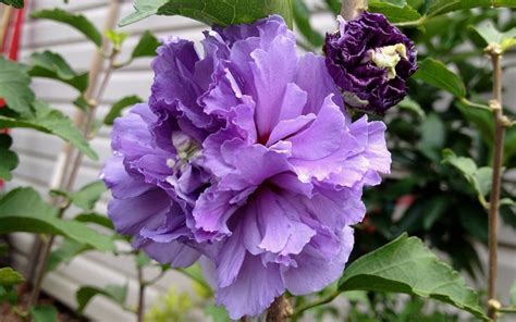 Blueberry Smoothieâ„¢ Ppaf Althea Rose Of Sharon 3 Gallon Shrub