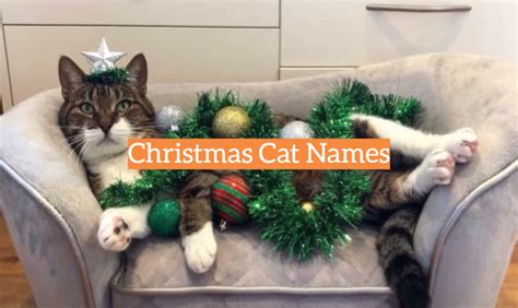 Christmas Cat Names- KittenWiki