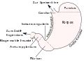 Datei Aufbau Magen Svg Bn Wiki Neue Medizin Wiki