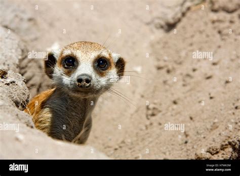 Meerkat (Suricata suricatta) sticking its head outside the burrow, Gweta, Makgadikgadi Pans ...