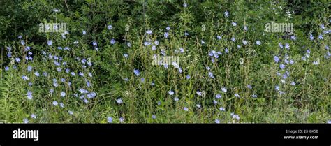 Blue Flowers Of Common Chicory Also Called Cichorium Intybus Or