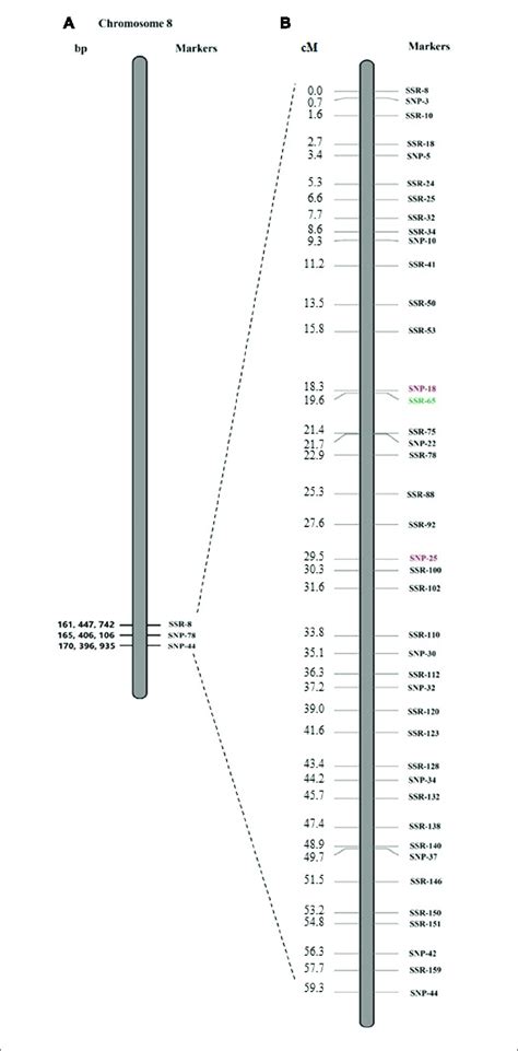 Integration Of Qtl Seq Predicted Region On Chromosome 8 A And