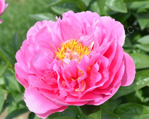 The Kathy's Touch Peony | Adelman Peony Gardens