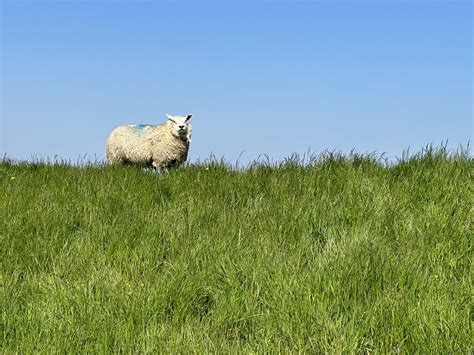 Biking around Texel Island – Steven Can Plan