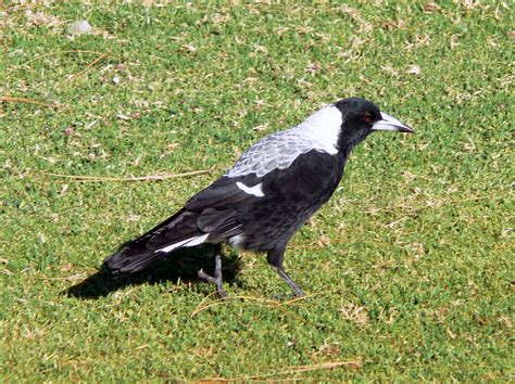 Australian Magpie Gymnorhina Tibicen Gymnorhina Tibicen Flickr