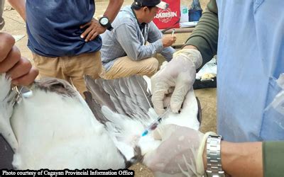 Isabela Binakuran Sa Bird Flu