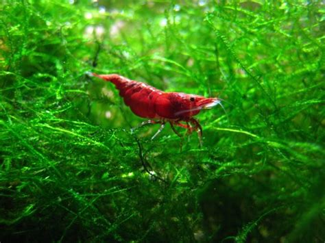 Unique Shrimps Facts That’s Very Interesting to Know - Fresh Water ...