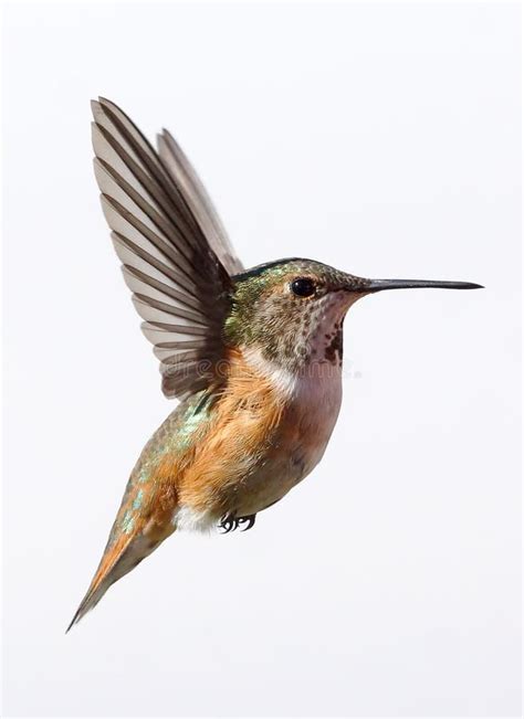 A Female Rufous Hummingbird Isolated In Flight Stock Photo Image Of