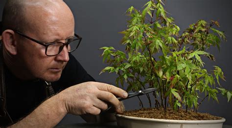 Creating Japanese Maple forests - Bonsai Tree (Pty) Ltd.