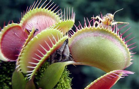 Biologyblockd Carnivorous Plants