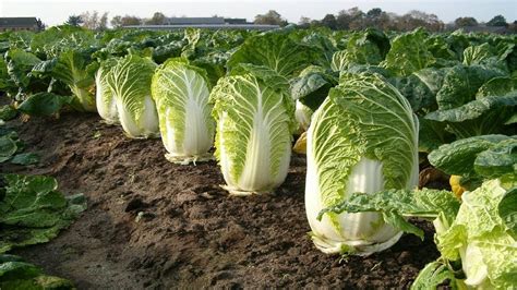 Hermosa granja y cosecha de col china en Japón tecnología agrícola de