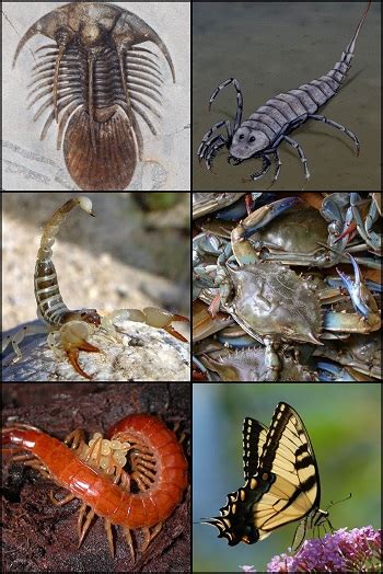 Arthropods Anatomy, Features & Groups | Study.com