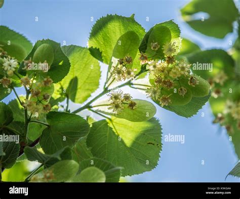 Linden Tree In Blossom Nature Background Stock Photo Alamy