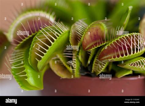 Planta Atrapamoscas Fotograf As E Im Genes De Alta Resoluci N Alamy