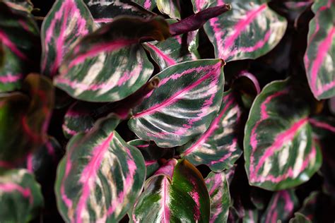 Calathea Roseopicta Calathea Roseopicta Illustris Evanthia