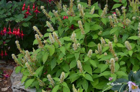 Shrub Mint Golden Angel Yard N Garden Land