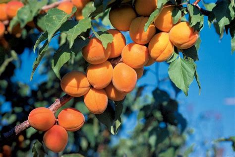 Harcot Apricot Apricot Trees Stark Bros