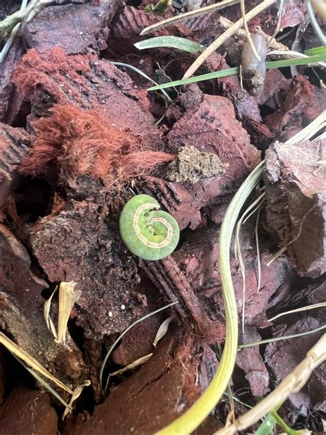Two Caterpillar Friends Rbugidentification