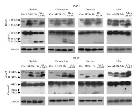 Inhibition Of AE SN Induced Autophagy By Using 3 MA Bafilomycin A