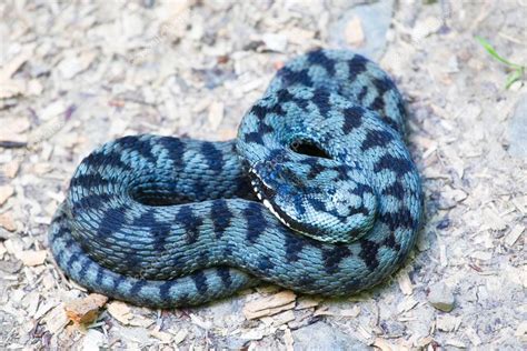 Common european adder — Stock Photo © igabriela #77880300