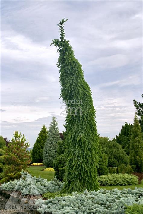 Picea Omorika Pendula Brun S Pinette De Serbie Pleureuse Weeping