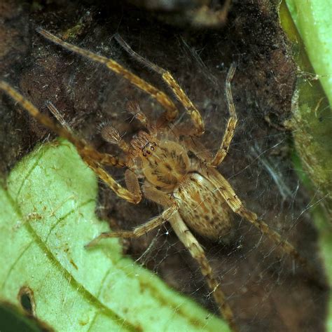 Bug Of The Day Arachtober This Ghost Spider Found The Pe Flickr