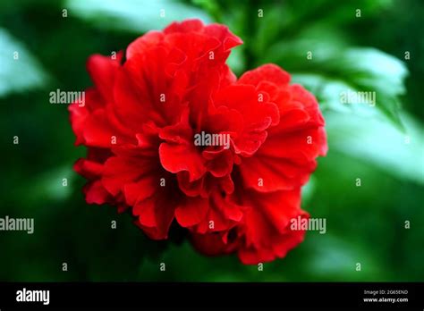 African Grass Blue Stock Photo Alamy