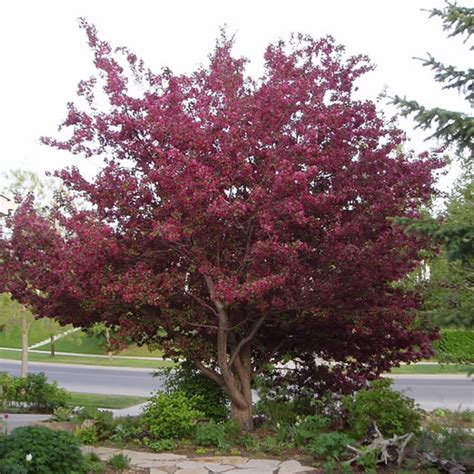 Malus Floribunda Royalty Rasadnik