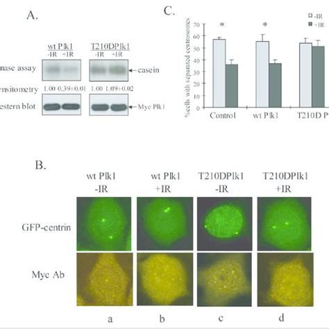 A Constitutively Active Plk1 Mutant Overrides IR Induced Inhibition Of