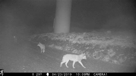 Un biólogo que hizo el censo del lobo en el norte de Lugo amenazado de