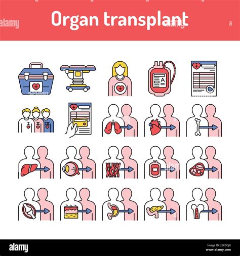 Organ Transplant Line Icons Set Isolated Vector Element Stock Vector