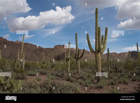 Saguaro Cactus Carnegiea Gigantea In Sonoran Desert In Saguaro